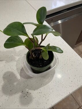 Green Indoor Peperomia Plant - Live Home Accent